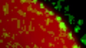 kanedamaaka rips tights in excitement over submissive chubby ass