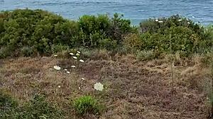 Petite Outdoor Pipe Show During Cyprus Nature Trip