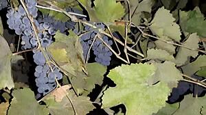 club stranger licks wet pussy to orgasm at home