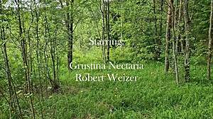 this brunette amateur got her face fucked tied to a tree in the forest, barefoot and moaning