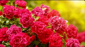 bangla romantic sex story part 2 got me so emotional n horny