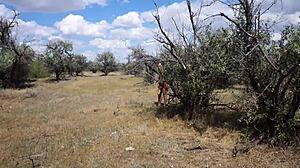 savannah vixen chills outdoors 🌳😊