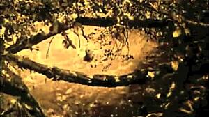 vintage lesbian orgy unleashes hairy pussy gangbang frenzy