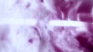 VINTAGE PUSSY CONTEST 1860S VS 1960S BLUE FILM BATTLE!