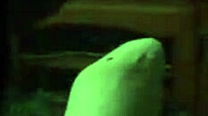 Gypsy Chick Deepthroats BBC Cowgirl Ride