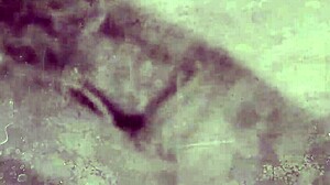 vintage lesbians finger hairy beavers in secret retro passion play