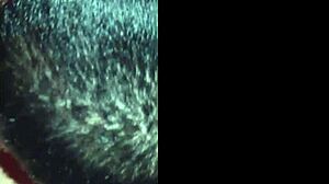 delicioso morena squirts big from black cock pounding!
