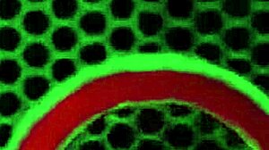 athletic alex legend receives expert blowjob from kristina rose